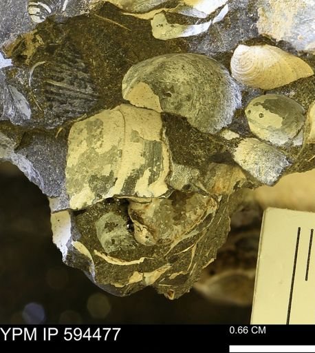 Protocardia sp.