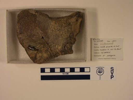 Hadrosauridae