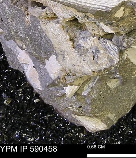 undet. Bivalvia