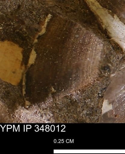 Limopsis striatopunctatus