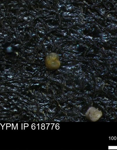 undet. Foraminiferida