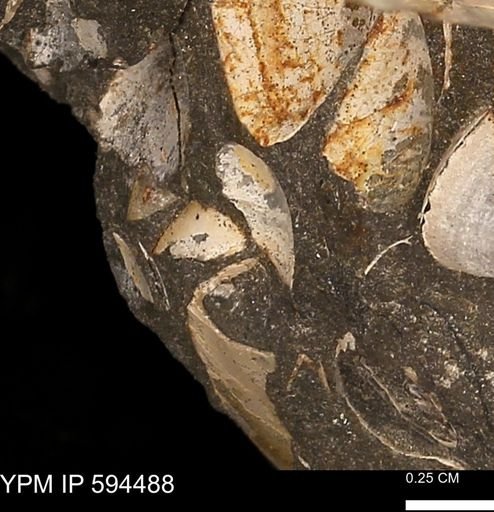 undet. Bivalvia