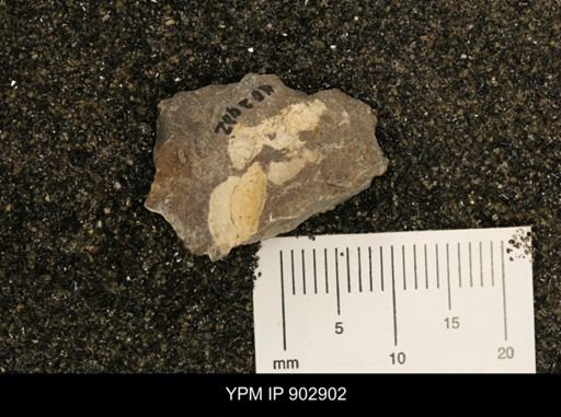 Baculites