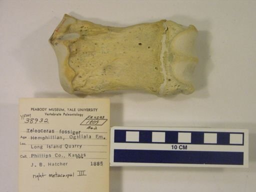 Teleoceras fossiger