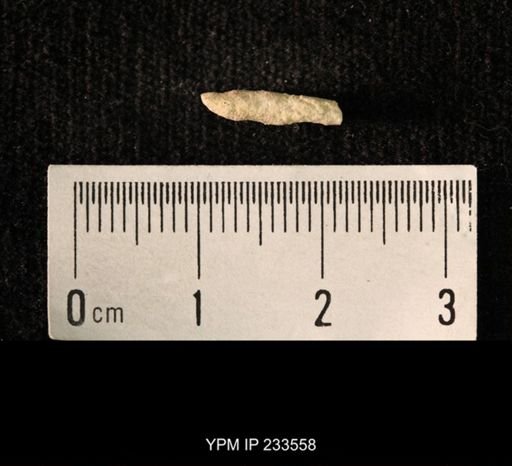 Archaeocidaris sp.