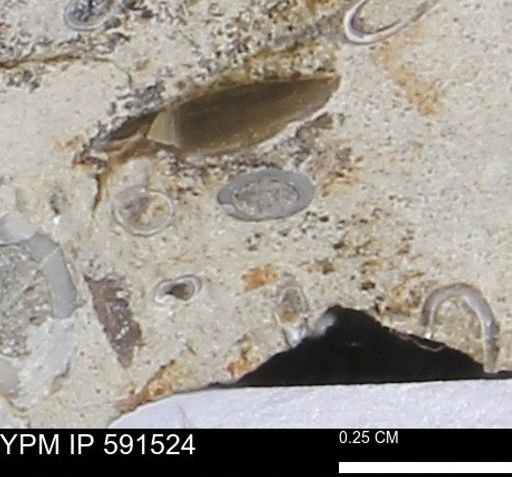 Serpulidae