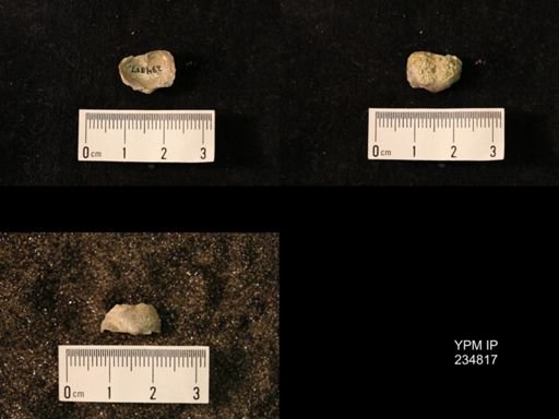 Marginifera wabashensis var. armata