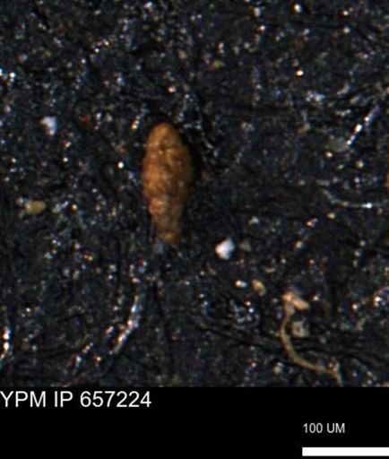 Verneuilinoides kansasensis