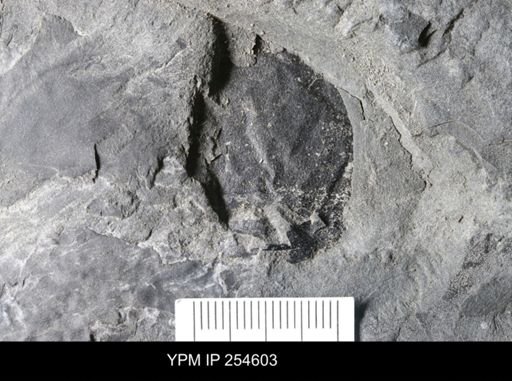 Eurypterida