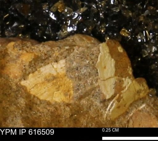 Protocardia subquadrata