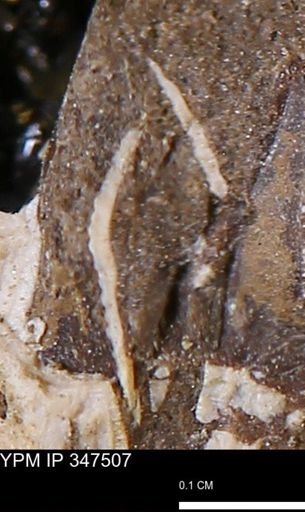 undet. Bivalvia