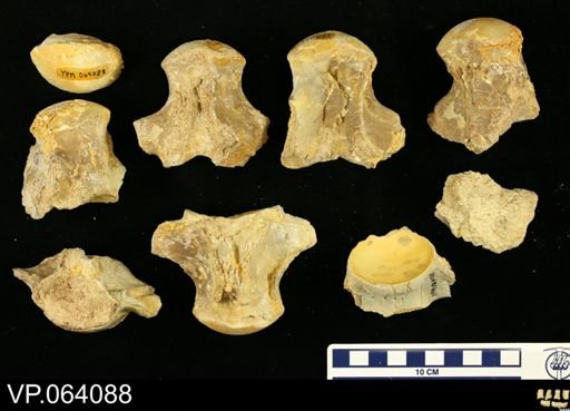 undet. Mosasauridae