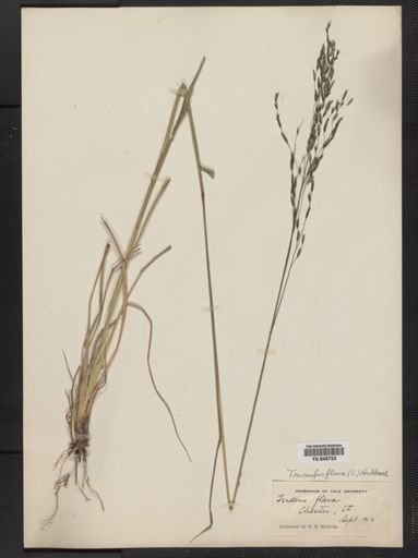 Tridens flavus