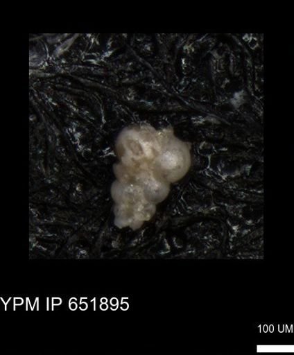 undet. Heterohelicidae