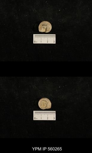Trepospira sphaerulata