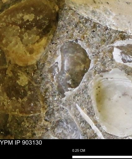Corbulamella?