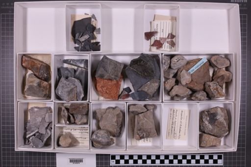 mixed taxa, stratigraphic collection