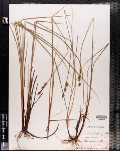 Carex buxbaumii
