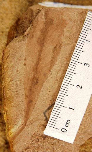 Salix hesperia