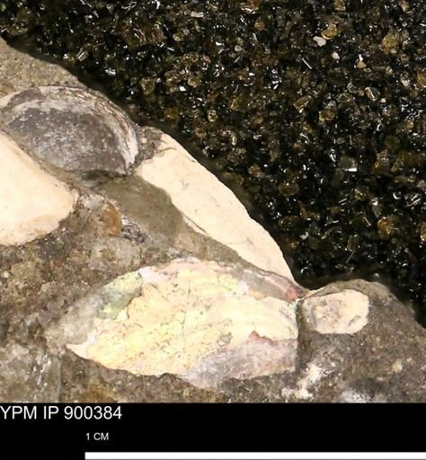undet. Mollusca