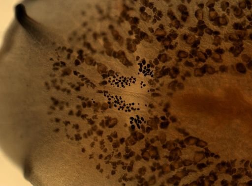 Pleioplana atomata