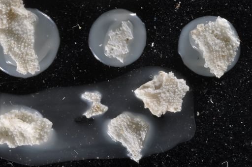 Parasmittina