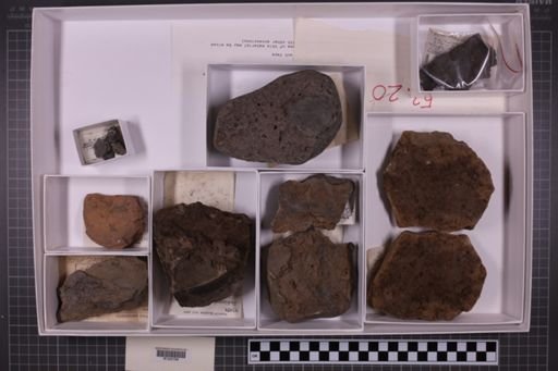 mixed taxa, stratigraphic collection