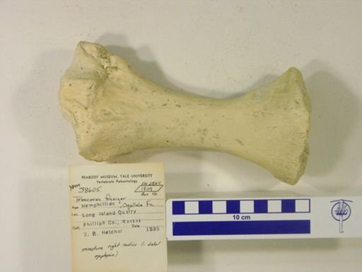 Teleoceras fossiger