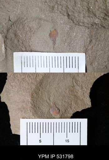 undet. Xiphosurida