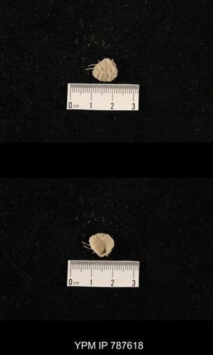 undet. Brachiopoda