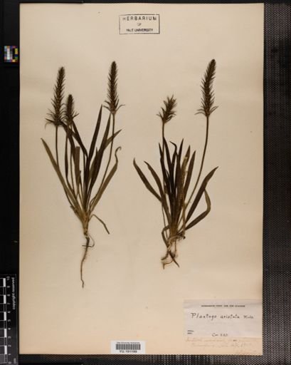 Plantae