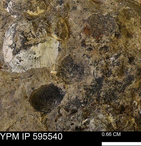 Protocardia sp.