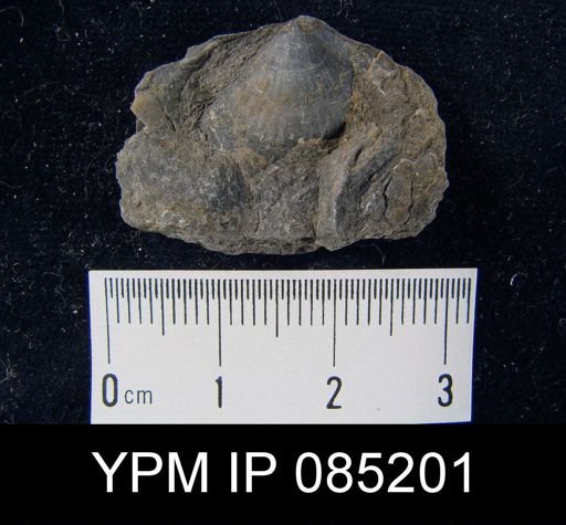 Atrypa reticularis