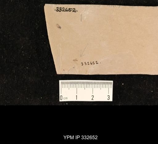 undet. Culicidae
