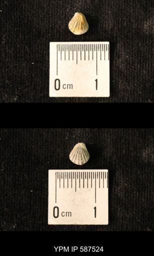 Camarotoechia whitei