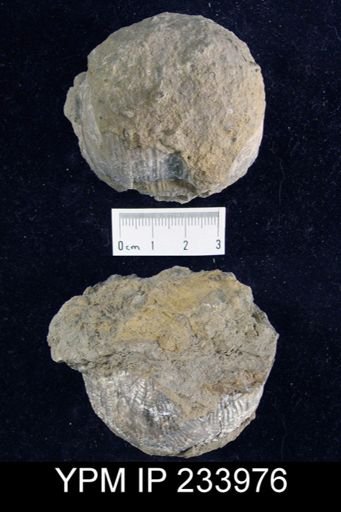 Dictyoclostus americanus