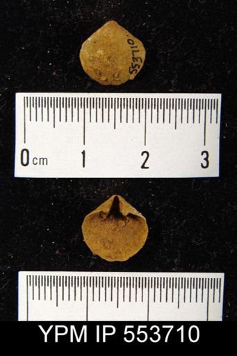 Centronella?