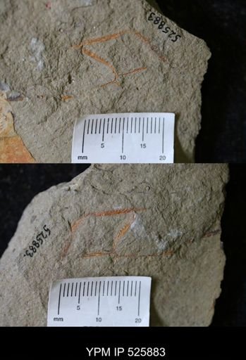 undet. Graptolithina