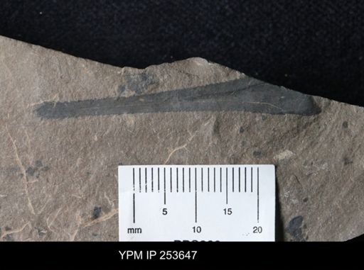 Eurypterus sp.