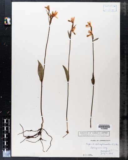 Pogonia ophioglossoides