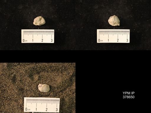 Marginifera wabashensis