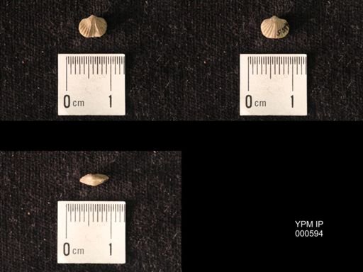 Platystrophia juvenes