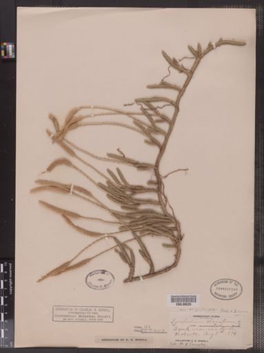 Lycopodium lagopus