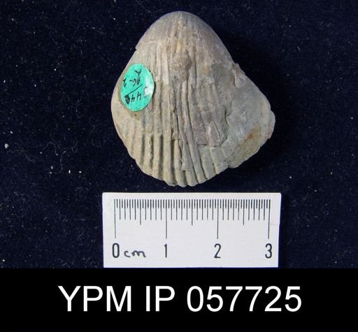 Gypidula multicostata