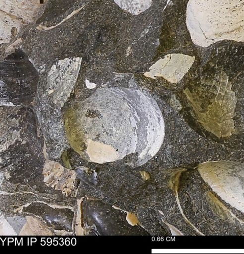 Protocardia sp.
