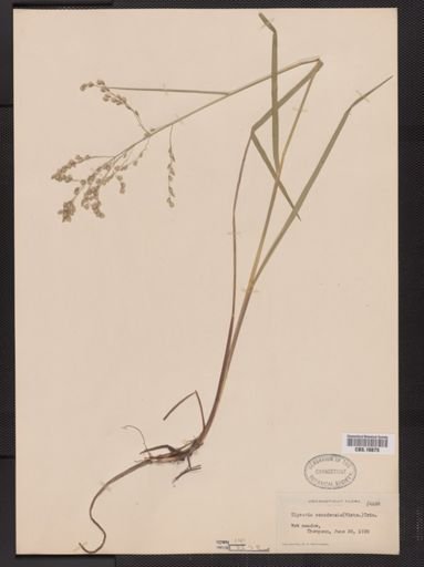 Glyceria canadensis