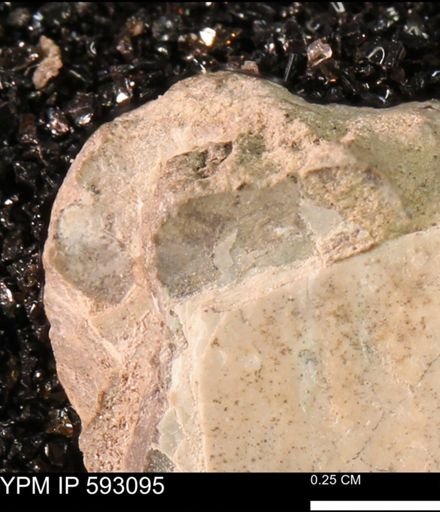 Inoceramus cuneatus