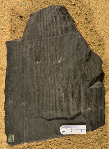 Calamites cistii