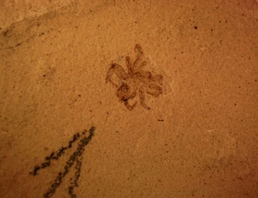 undet. Araneida