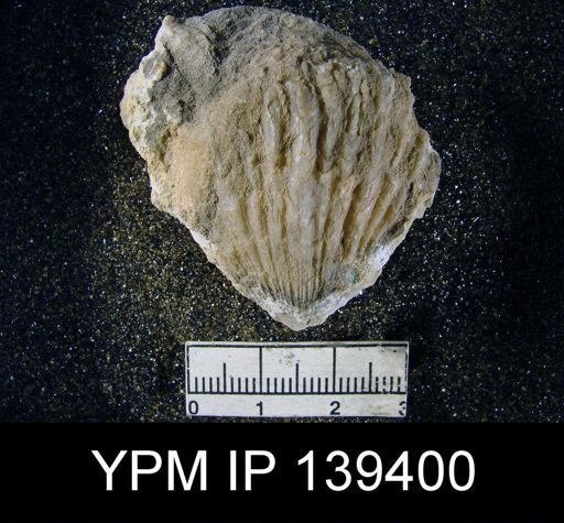 Streptorhynchus sp.
